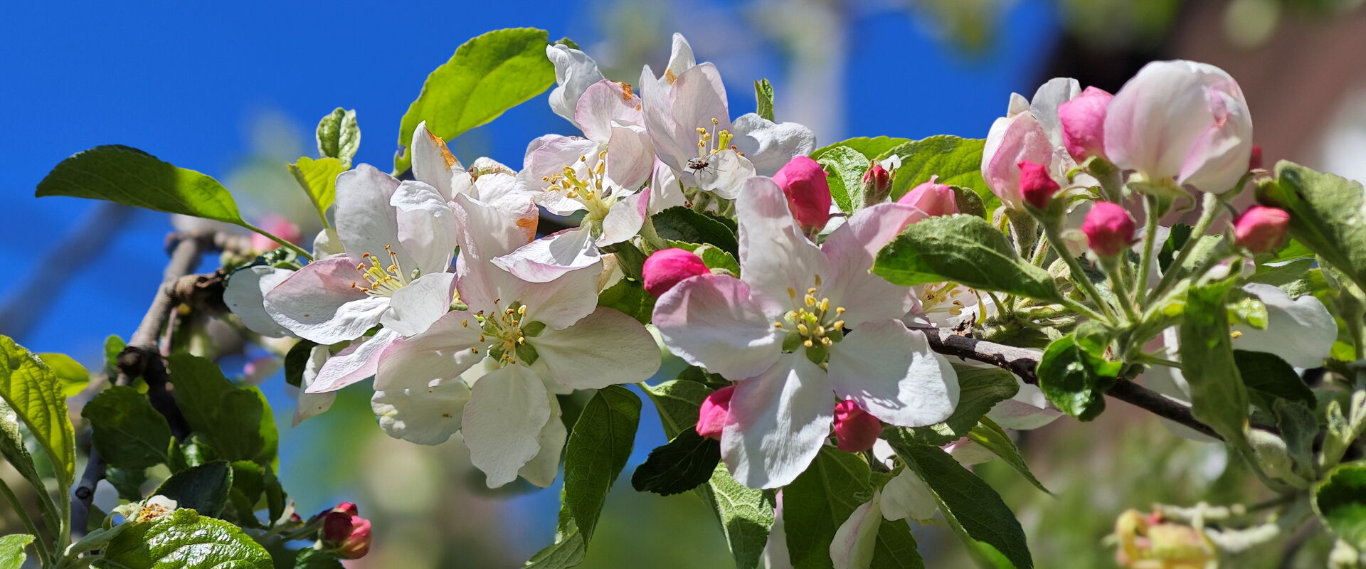 Apfelblüte in Cossebaude
