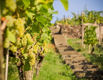 Weinbau Fehrmann Treppe in der Reife