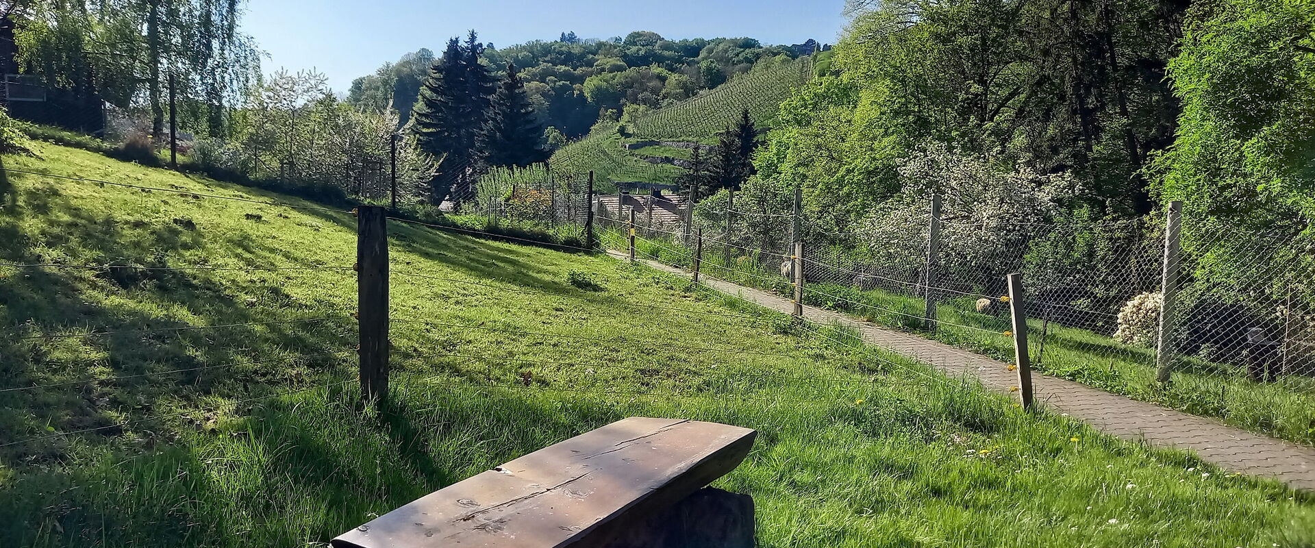 Blick vom Friedhofsweg auf die kurfürstlich-königlichen Weinberge des Winzerhofs Fehrmann