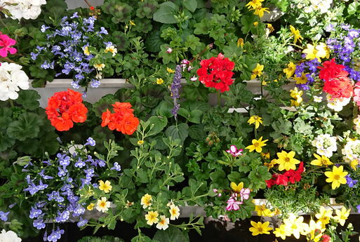 Blumenarrangements Gartenbau Dietze Dresden-Stetzsch